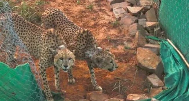 Two cheetahs at MP's Kuno released into larger enclosure, PM Modi shares video