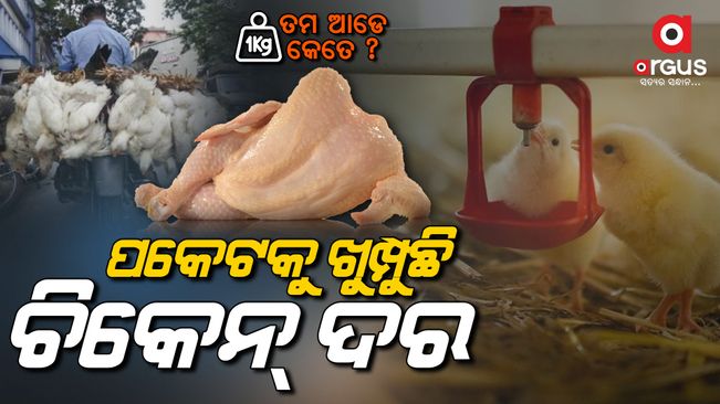 chicken price high in odisha