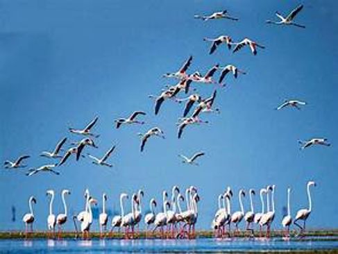 Migratory and country birds will be enumerated in the Chilika Lake, Asia's largest brackish water lagoon and the second largest coastal lagoon in the world, tomorrow. 