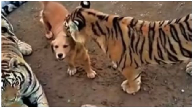 Watch Video Of A Dog Nursing Tiger Cubs As A Mother