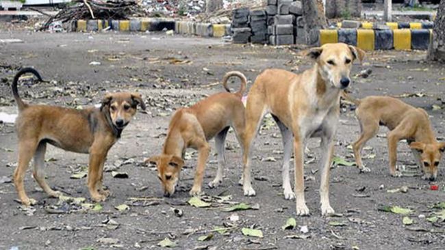 3-yr-old girl dies due to stray dog attack