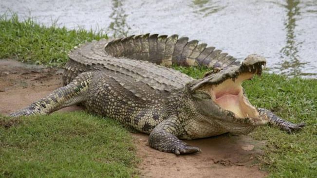 Crocodile Attacks have Claimed 22 Lives In Last 5 Years: Forest Minister Ganesh Ram Singkhuntia