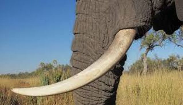 Another elephant found dead in Kalahandi; fight with other tuskers suspected
