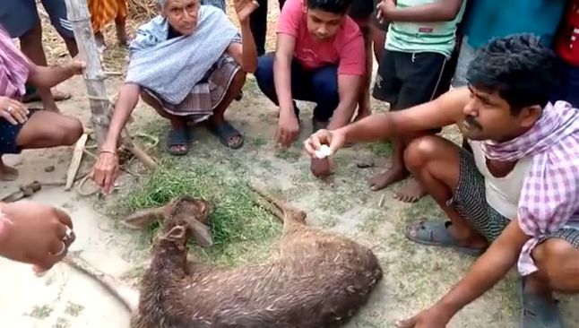 The injured deer was rescued from the village