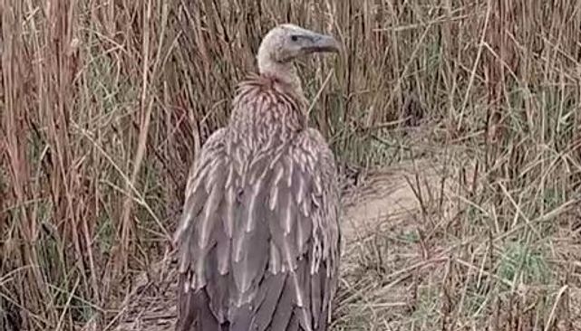 Rare eagle rescued in Jajpur