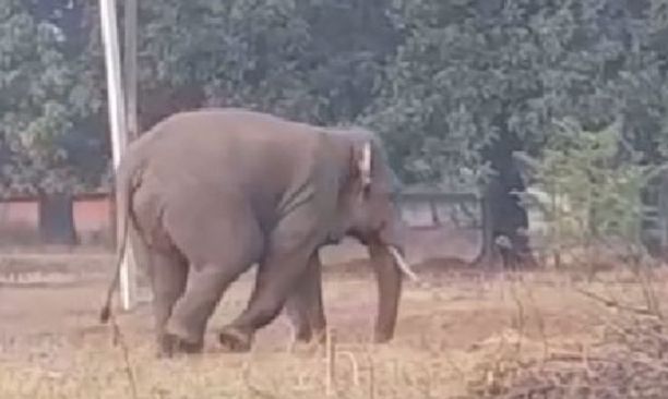 Elephant killed two people in cuttack