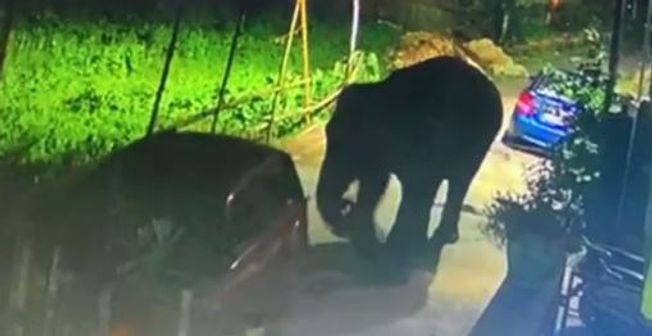 Odisha: Killer elephant shifted to Kapilash rescue centre