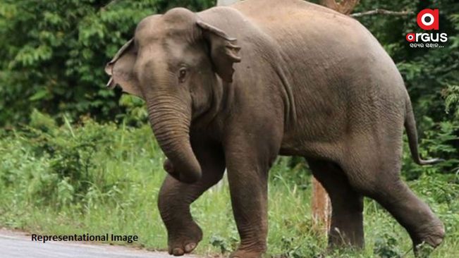 Elderly man trampled to death by wild elephant in Dhenkanal