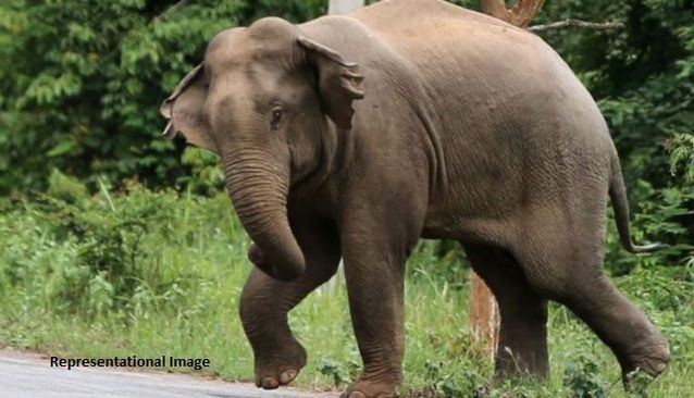 Elephant, boar electrocuted in Dhenkanal