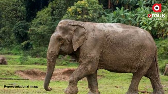 Carcass of elephant found in Sundargarh