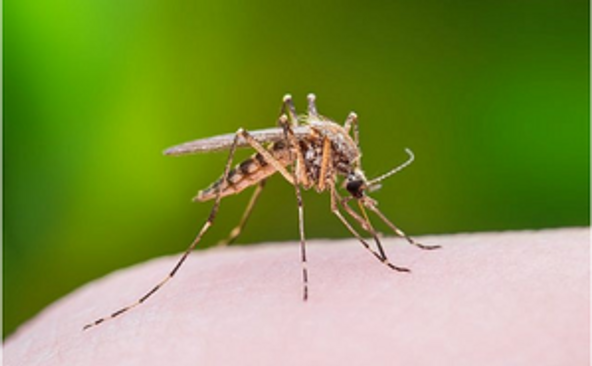 Deaths From West Nile Fever In Israel Surge To 31