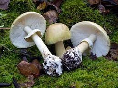 A family of 10 is affected by eat mushroom