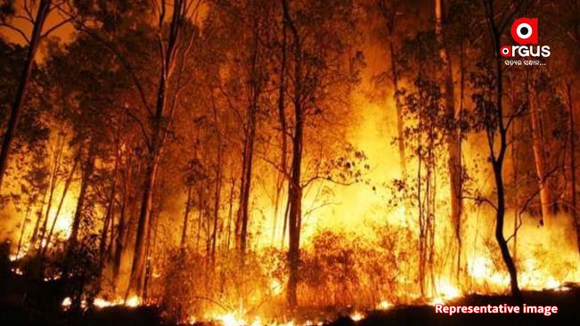 97% forest fire extinguished in rainwater, claims Odisha PCCF