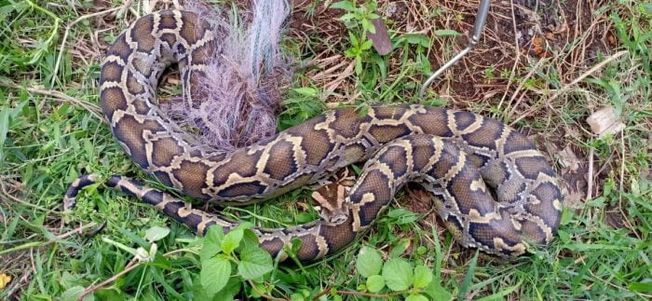 A python fell into the net in Khordha