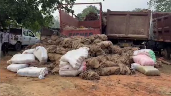 Ganja Worth Rs 1 Crore Seized, 4 Arrested By STF In Deogarh