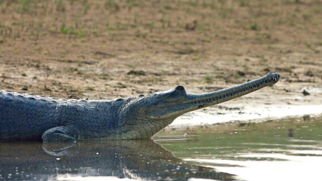 Kendrapara: A Baby Gharial Caught From Luna River