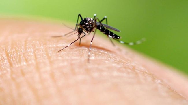 Bhubaneswar: 48 new dengue patients were detected from the capital