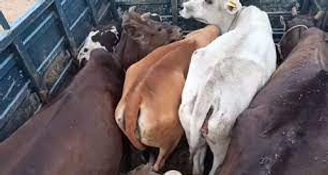 The police have seized a cattle-laden pickup in Jharpokharia police station area of Mayurbhanj