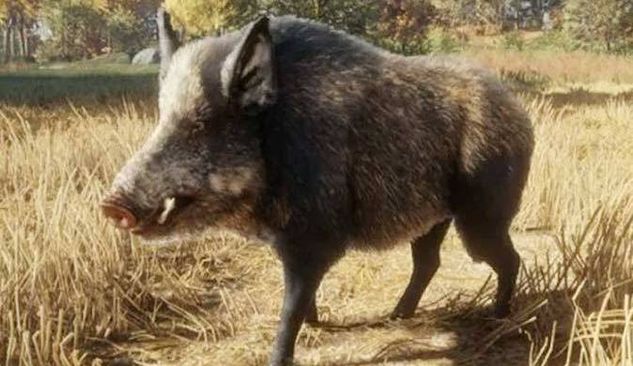 Farmers are seriously injured in boar attacks in Balangir
