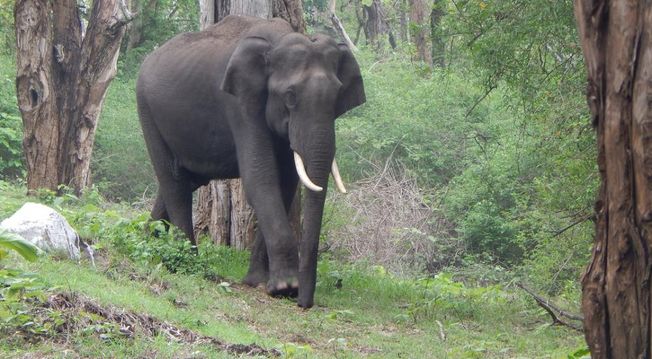 Elephant terror in Nilgiris NAC. The two tusked elephants from Jharkhand have caused extensive damage in various places in the Nilgiris.