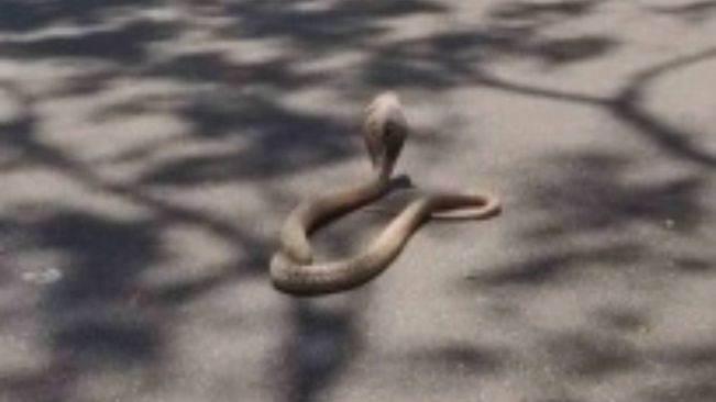 A 22-year-old man from Deoria district in Uttar Pradesh died after being bitten by a snake while filming a video and playing with it.
