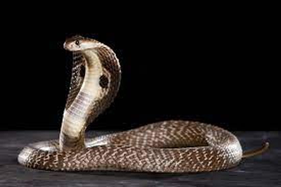 A 6-foot snake was recovered from the house of Simeragh Parida of Agrahat Parida Sahir in Choudwar.