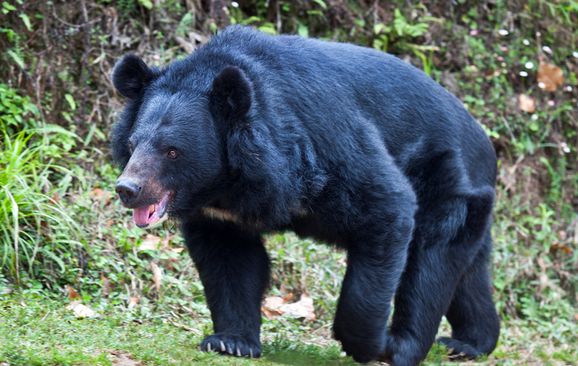 one injured in bear attack