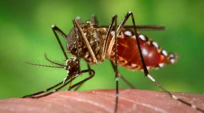 Terror of Dengue in Bhubaneswar
