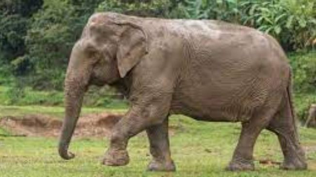 Elephant Attack Claims Two Lives In Odisha's Angul