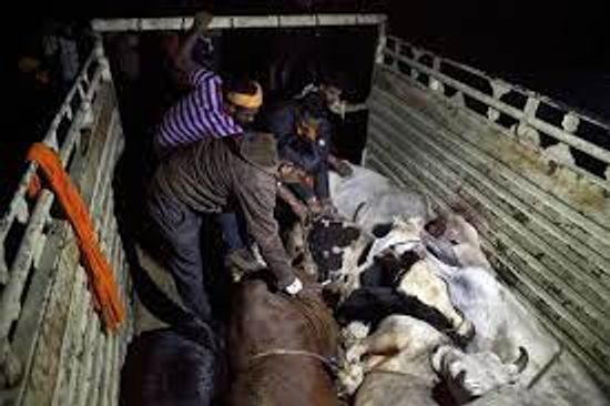 Rescue of more than 10 cattle in balasore