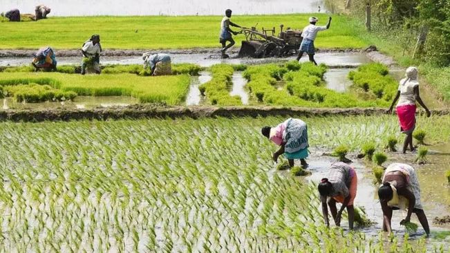 Kharif Crop Sowing Rises By 14.1 Pc In 2024, Pulses Record 50 Pc Jump