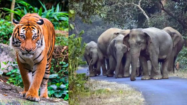 Khordha: Villagers In Fear Over Active Movements Of A Tiger, Elephant Herds 