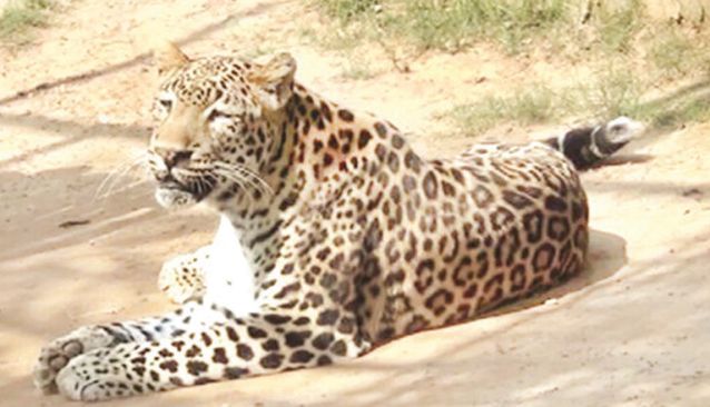 Odisha: Death of Tiger Mangal in Nandankanan