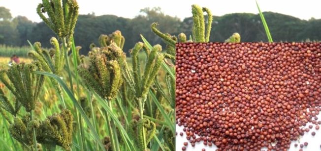 Odisha celebrating today as Millet day