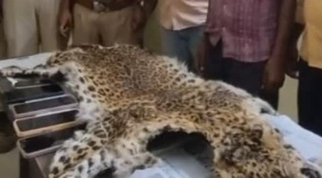 Leopard skin recovered, five arrested  in Nuapada