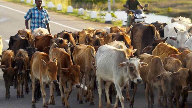 Centre Sets Ball Rolling For States To Prepare 21st Livestock Census