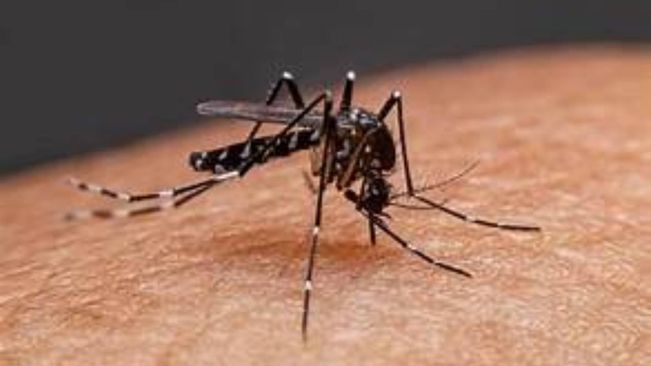 Malaria Spreads To Koraput's Laxmipur, Infects 84 School Students