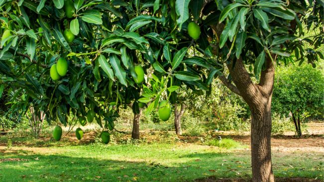 Lucknow To Have Mango Park And Museum