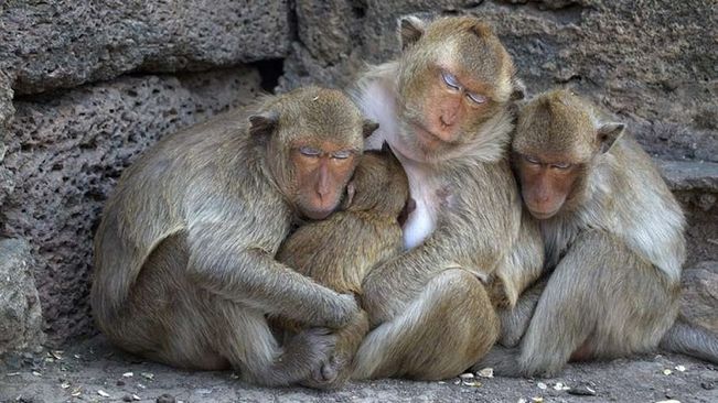 Monkey trap campaign by the forest department in Jagatsinghpur