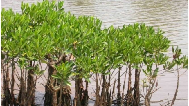 Cyclone Dana: Mangrove belt acting as natural speed breaker minimised impact in coastal Sundarbans