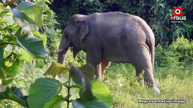 Another elephant dies in Athagarh area of Cuttack jungle