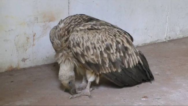 Himalayan Vulture Of Rare Breed Rescued In Kandhamal