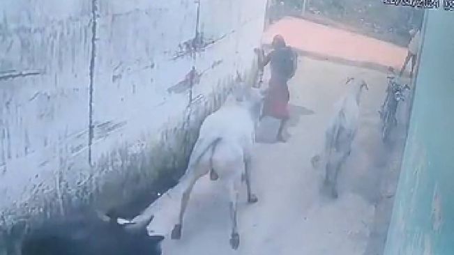 Bull Gores Elderly Woman To Death In Ganjam Village