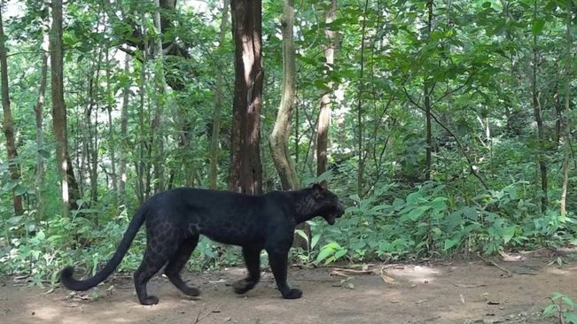 Black Panther Spotted In Odisha