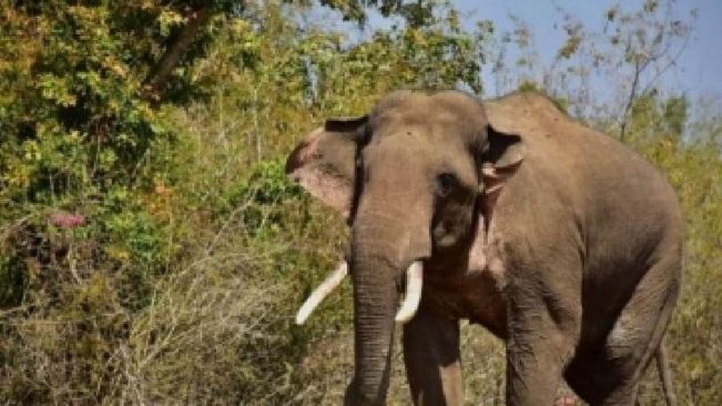 Man Arrested In Assam For Attacking Wild Elephants