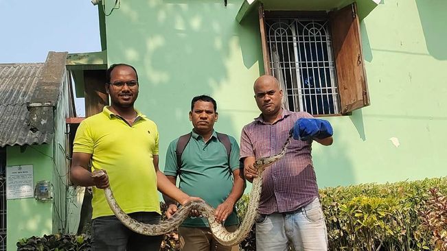 7-Foot-Long Python Rescued In Berhampur 