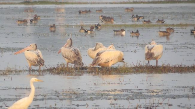 Annual Bird Census Begins In Chilika Lake