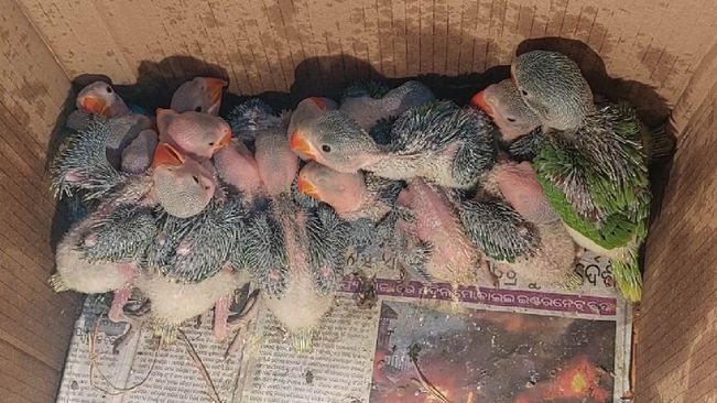 50 Parrot Birdlings Rescued While Being Smuggled In Mayurbhanj 