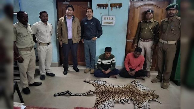 Boudh: Forest Sleuths Seize Tiger Skin From Paddy Pile