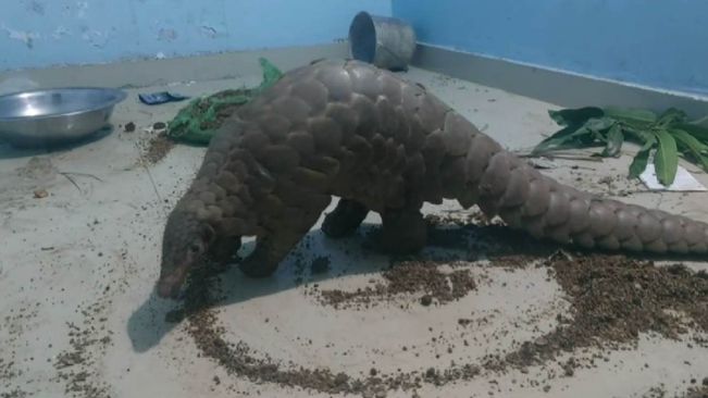 Nuapada: Pangolin Rescued; Teacher Among 3 Detained 